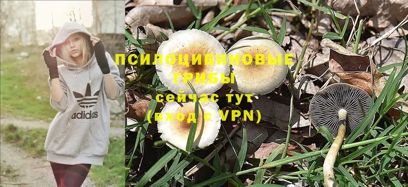 гидра как зайти  Богородицк  Псилоцибиновые грибы MAGIC MUSHROOMS 